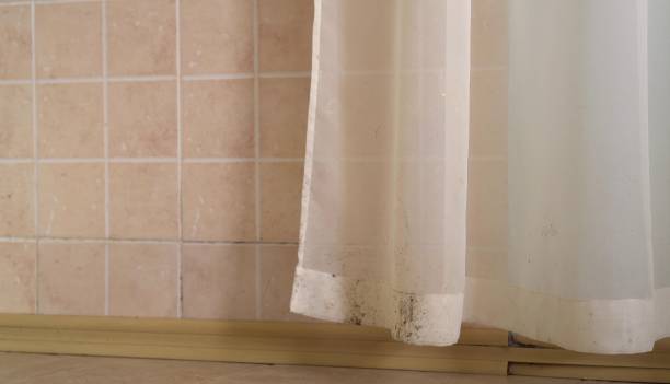 Best Emergency Mold Remediation  in Wabasha, MN