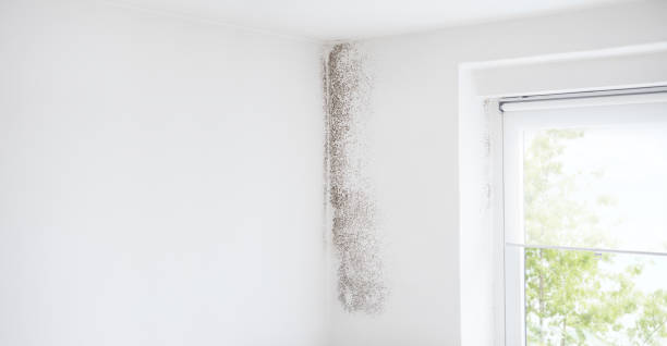 Best HVAC Mold Inspection and Cleaning  in Wabasha, MN