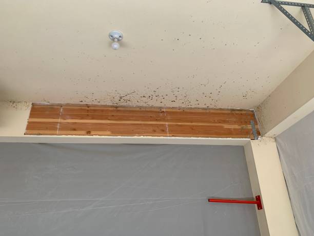 Best Crawl Space Mold Remediation  in Wabasha, MN