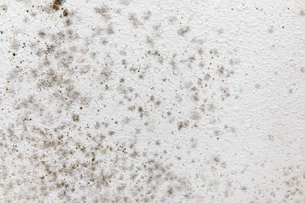  Wabasha, MN Mold Removal Pros