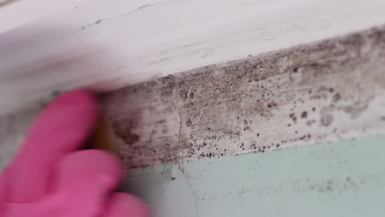 Best Attic Mold Removal  in Wabasha, MN